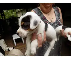 Full blooded Jack Russell Terrier puppies - 4