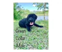 2 black male Lab puppies available