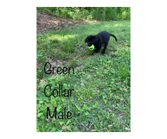 2 black male Lab puppies available - 2