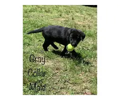 2 black male Lab puppies available - 3