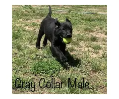 2 black male Lab puppies available - 4