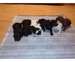 AKC Registered English Cocker Spaniel puppies for sale