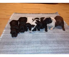 AKC Registered English Cocker Spaniel puppies for sale - 2