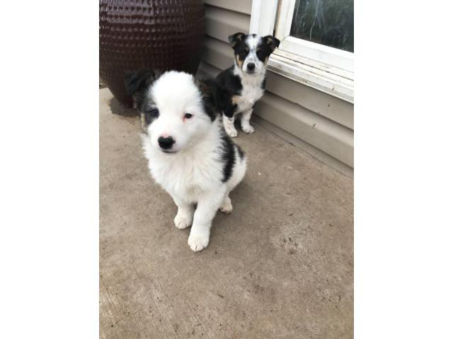 Beautiful puppies looking for a new home Denver - Puppies for Sale Near Me