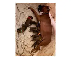 8 fawn AKC Boxer puppies for sale - 2