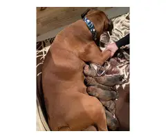 8 fawn AKC Boxer puppies for sale - 3