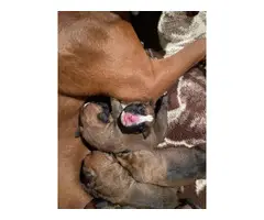 8 fawn AKC Boxer puppies for sale - 4