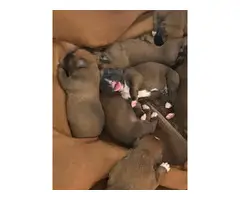 8 fawn AKC Boxer puppies for sale - 6