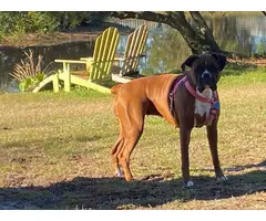 8 fawn AKC Boxer puppies for sale - 7