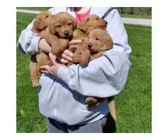 AKC Labradoodle Pups for Sale - 5