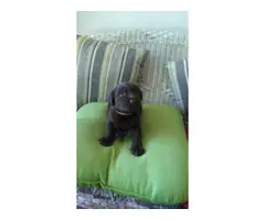 Healthy Chocolate Lab puppies - 4