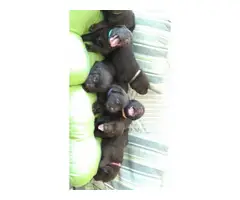 Healthy Chocolate Lab puppies - 7