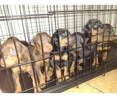 Doberman pinscher puppies ready to go home - 2