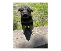 GSD puppies - 3
