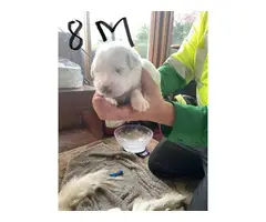 Fullblooded Great Pyrenees puppies