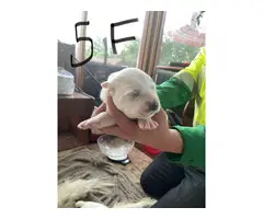 Fullblooded Great Pyrenees puppies - 4