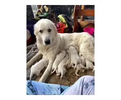 Fullblooded Great Pyrenees puppies - 6