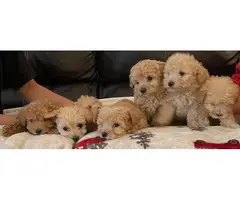 Miniature Poodles for Sale - 1