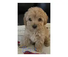 Miniature Poodles for Sale - 4
