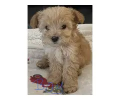 Miniature Poodles for Sale - 5
