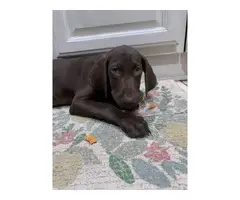 3 month German Shorthaired Pointer puppy for sale - 3