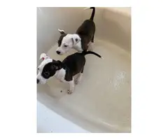 2 pit bull puppies looking for a loving home - 2
