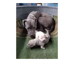 2 full blood male pitbull puppies - 2