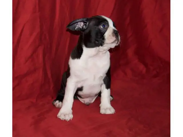 Boston Terrier puppy 8 weeks old