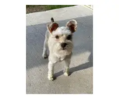 Mini Schnauzer puppy for sale - 4