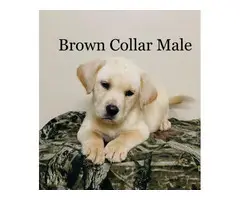 2 male AKC champagne Lab puppies for sale