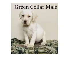 2 male AKC champagne Lab puppies for sale