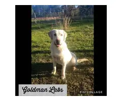 2 male AKC champagne Lab puppies for sale