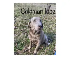 2 male AKC champagne Lab puppies for sale