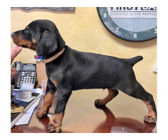 Full AKC European Doberman puppy for sale