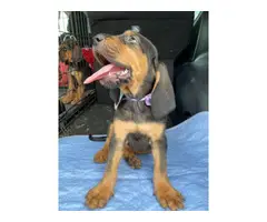 9 weeks old female bloodhound puppy needing new home