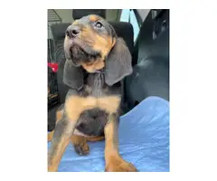 9 weeks old female bloodhound puppy needing new home - 2