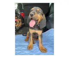 9 weeks old female bloodhound puppy needing new home - 3