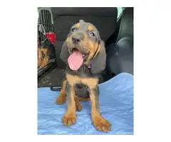 9 weeks old female bloodhound puppy needing new home - 4