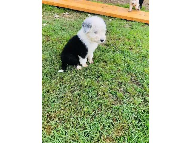 4 fullblooded male english sheepdog puppieS - 1/3