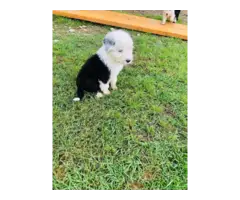 4 fullblooded male english sheepdog puppieS