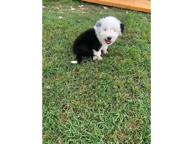 4 fullblooded male english sheepdog puppieS - 2/3