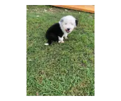 4 fullblooded male english sheepdog puppieS - 2