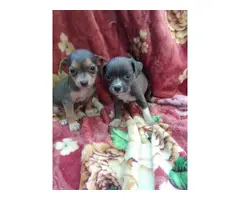 Blue and Brindle Chihuahuas - 2