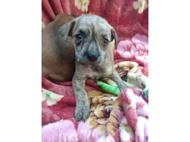 Blue and Brindle Chihuahuas Big Sandy - Puppies for Sale Near Me