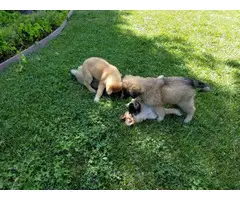 5 Belgian Malinois puppies for sale