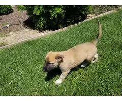 5 Belgian Malinois puppies for sale - 3