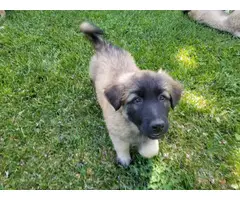 5 Belgian Malinois puppies for sale - 5