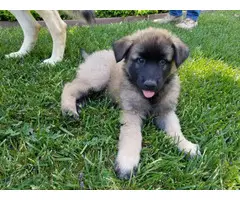 5 Belgian Malinois puppies for sale - 6