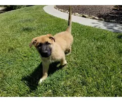 5 Belgian Malinois puppies for sale - 7