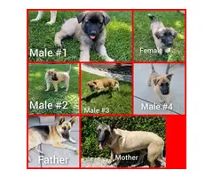 5 Belgian Malinois puppies for sale - 8